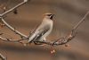 Waxwing at Pitsea (Steve Arlow) (100756 bytes)